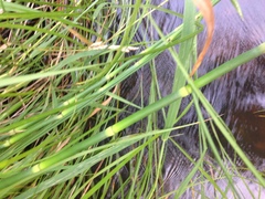 Equisetum laevigatum