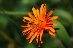 Crepis aurea