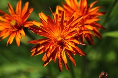 Crepis aurea