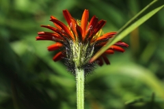 Crepis aurea