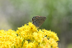 Satyrium behrii behrii