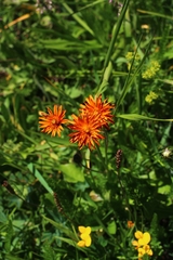 Crepis aurea
