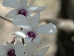 Dendrobium affine