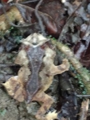 Proceratophrys renalis