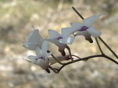 Dendrobium affine