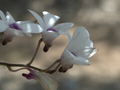 Dendrobium affine