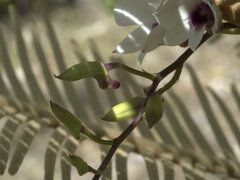 Dendrobium affine