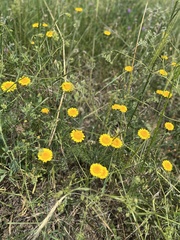 Cota tinctoria
