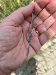 Cota tinctoria