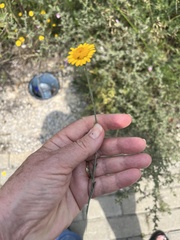 Cota tinctoria