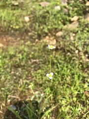 Alisma canaliculatum