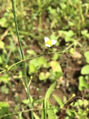 Alisma canaliculatum