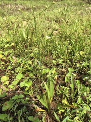 Alisma canaliculatum