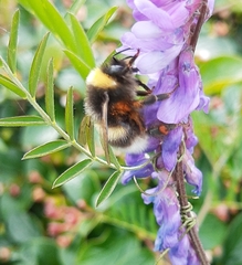 Bombus cryptarum