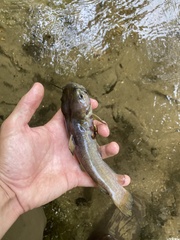 Ameiurus platycephalus