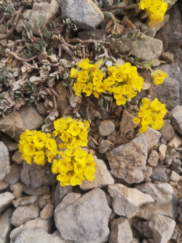 Alyssum handelii