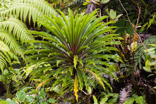 Trematolobelia macrostachys
