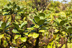 Melicope clusiifolia