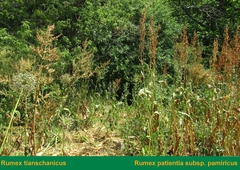 Rumex thianschanicus