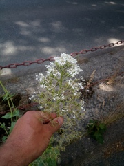 Centranthus ruber