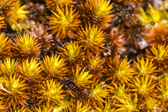 Macromitrium piliferum