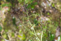 Dianella sandwicensis
