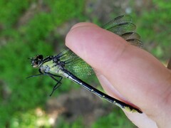 Stenogomphurus rogersi