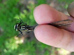 Stenogomphurus rogersi