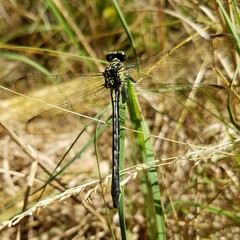 Stenogomphurus rogersi