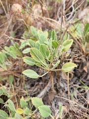 Pelargonium ovale