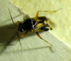 Deraeocoris serenus