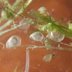 Utricularia minor