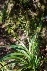 Dianella sandwicensis