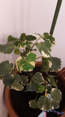 Polyscias balfouriana