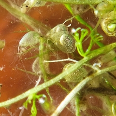 Utricularia minor
