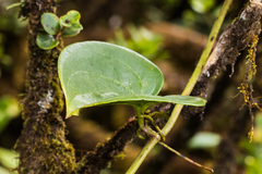 Smilax melastomifolia