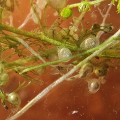 Utricularia minor