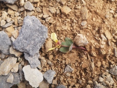 Ranunculus brevifolius