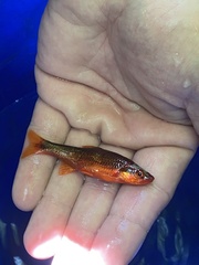 Notropis lutipinnis
