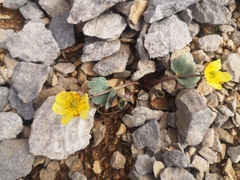 Ranunculus brevifolius