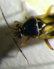 Deraeocoris serenus