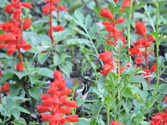 Fringilla coelebs