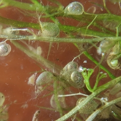 Utricularia minor