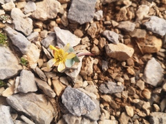 Ranunculus brevifolius