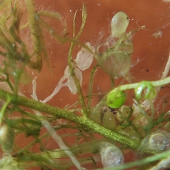 Utricularia minor