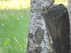 Fringilla coelebs