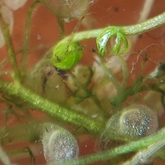 Utricularia minor
