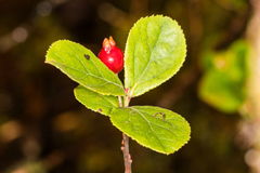 Vaccinium dentatum