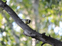 Parus major