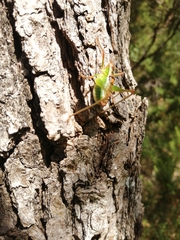 Metaplastes pulchripennis